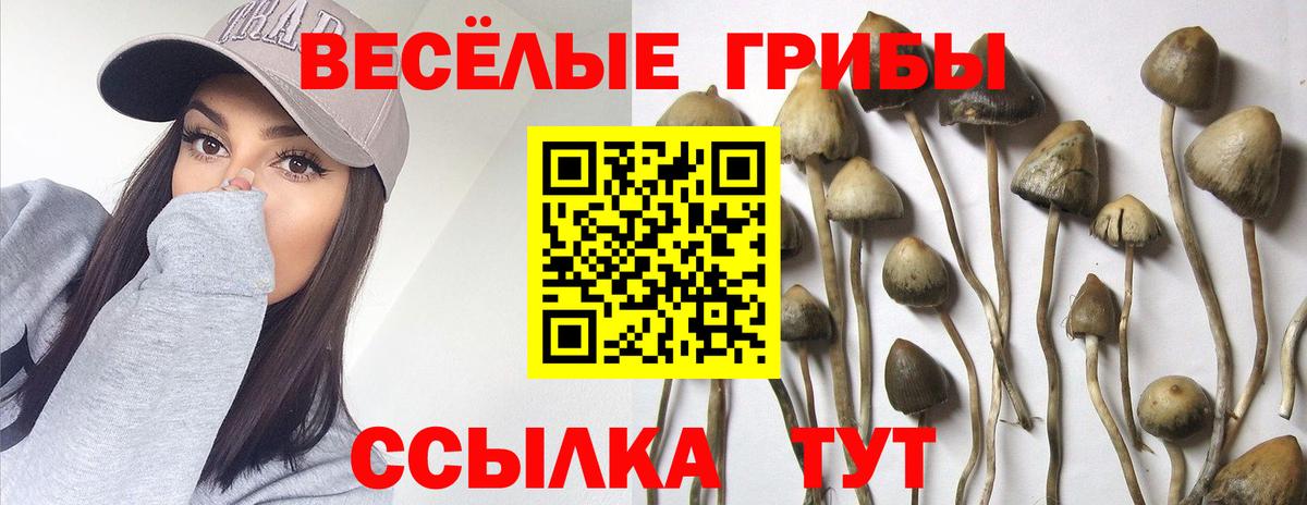 Псилоцибиновые грибы прущие грибы  Вход с VPN  Ялта 